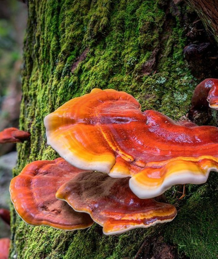 Close-up of a Ganoderma Lucidum mushroom, showcasing its texture